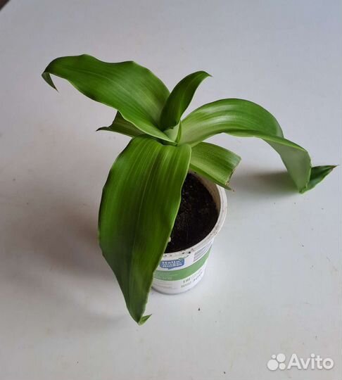 Растение золотой ус