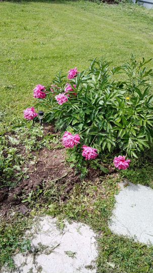 Дача 50 м² на участке 6 сот.