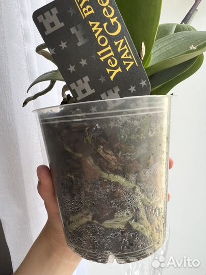 Орхидея фаленопсис Пират Пикоти