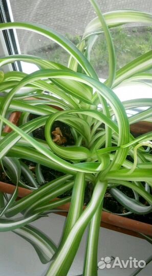 Хлорофитум