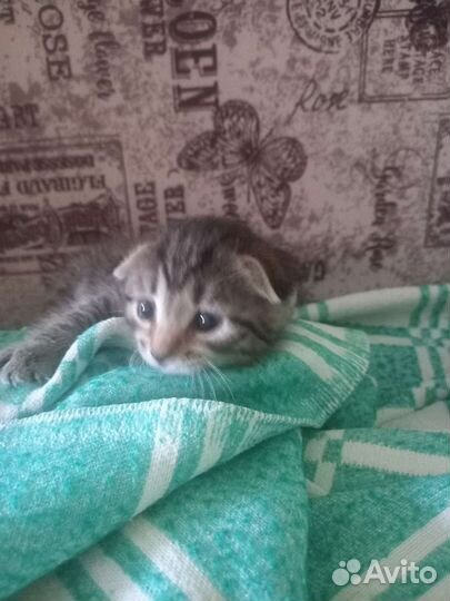 Кот на вязку