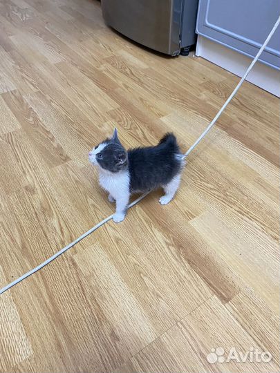Котята бесплатно