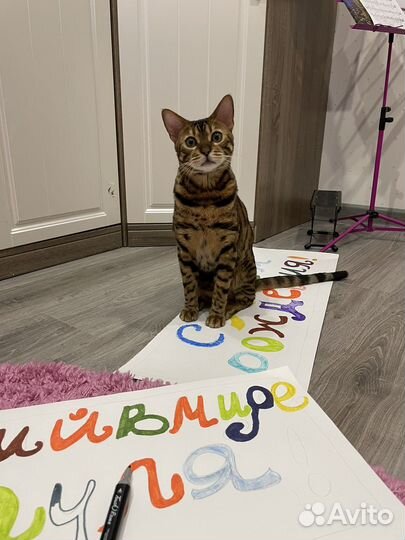 Бенгальский кот