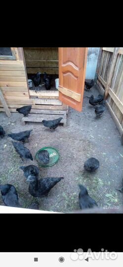 Куры молодки ухейилюй