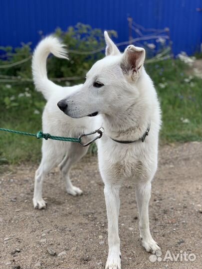 Швейцарская овчарка