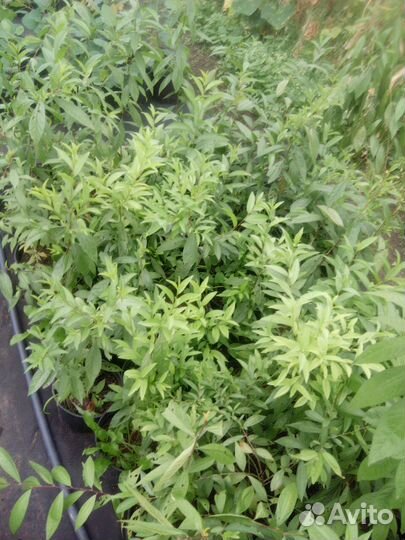 Декоративные кустарники