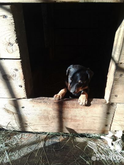 Щенки ягдтерьера