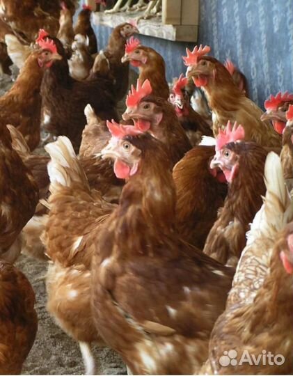Куры несушки