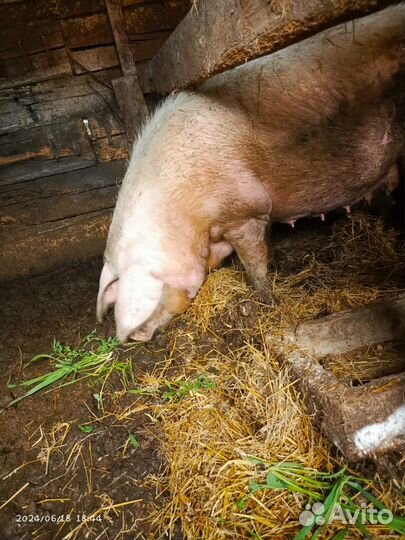 Свиноматка