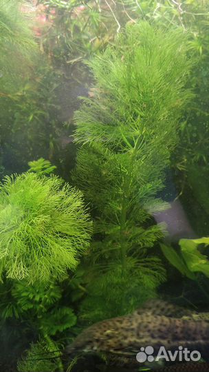 Аквариумные растения