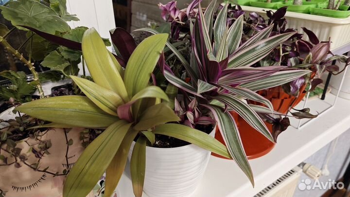 Традесканции