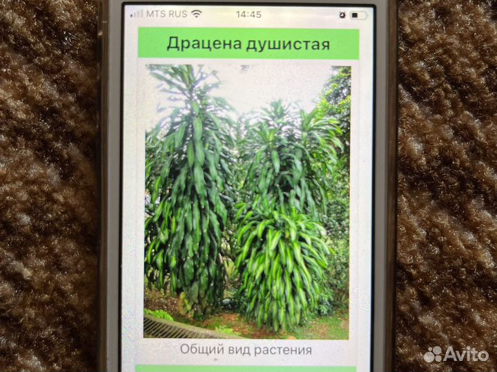 Цветы комнатные отростки