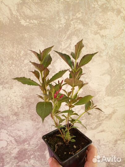 Вейгела цветущая