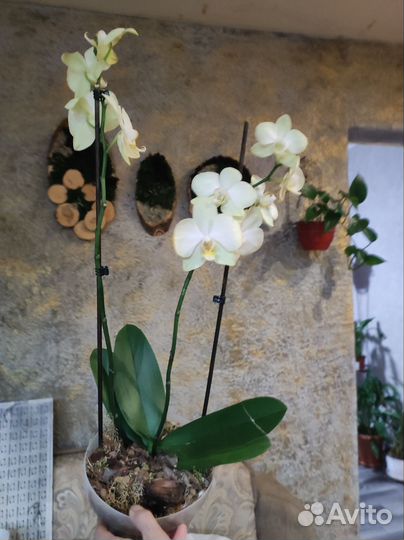 Орхидея фаленопсис