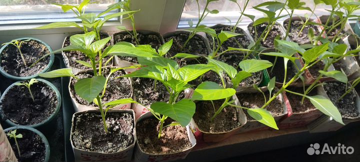 Рассада помидор. Болгарского перца и баклажан