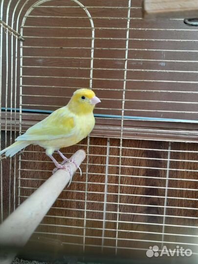 Кенор 2 года, с клеткой