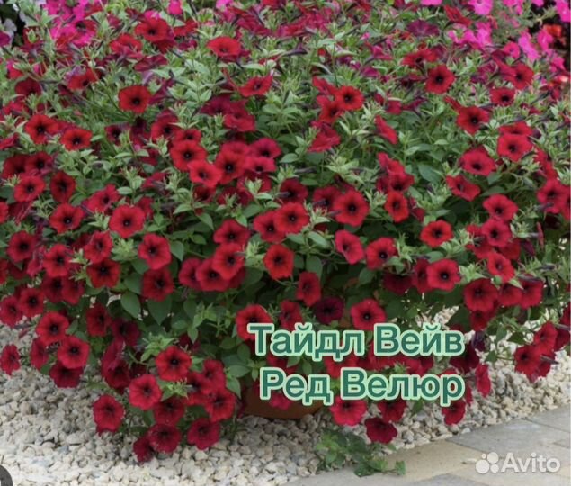 Черенки петунии