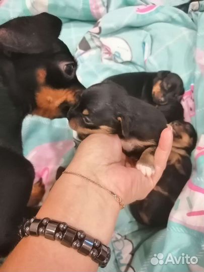 Мини той-терьер