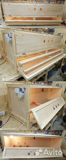 Брудер, клетки