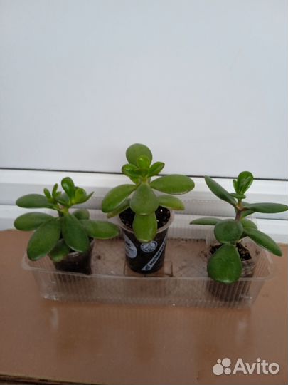 Каланхоэ войлочное и толстянка