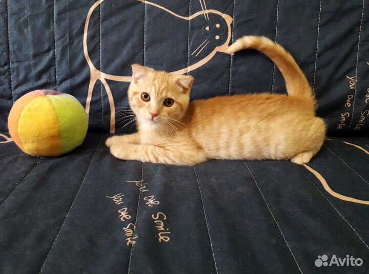 Рыжий котенок мальчик