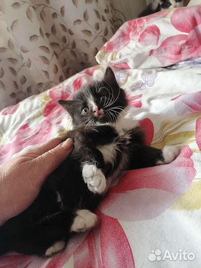 Отдам бесплатно