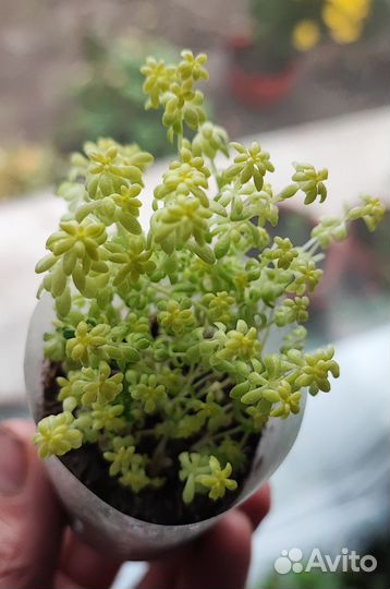 Суккуленты