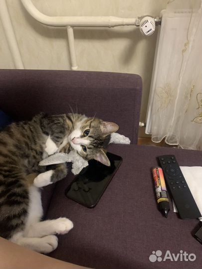 Кошка метис