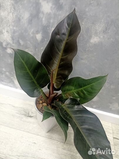 Драцены и др