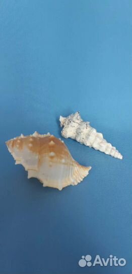 Морские ракушки раковины