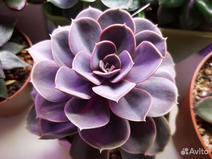 Суккуленты