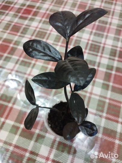 Замиокулькас зелёный и черный