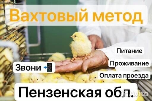 Вахтовый метод разнорабочий Оплата проезда