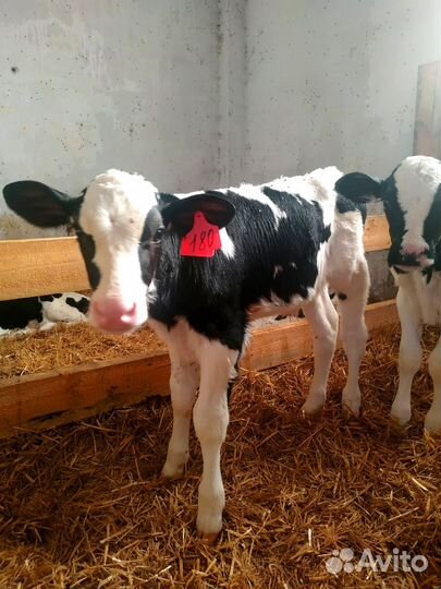 Телята. бычки. телочки. молодняк