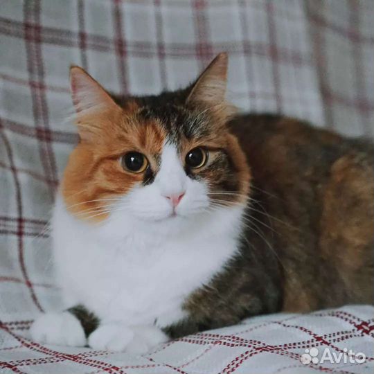 Красавица Эффи