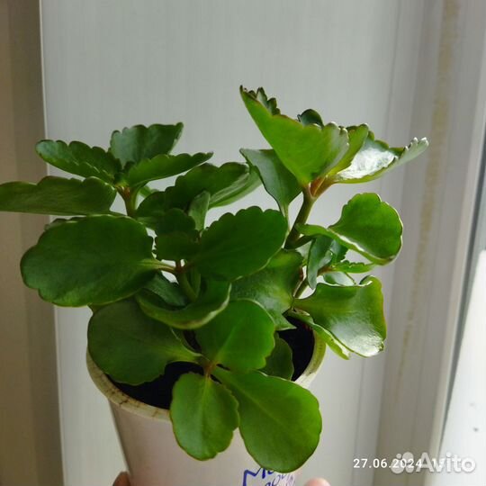 Цветок Каланхоэ лечебный цветущий