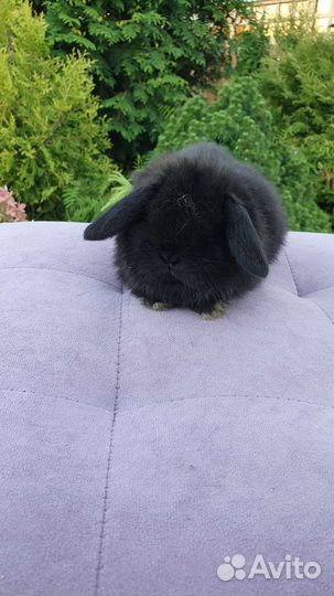 Миниатюрные минилопы