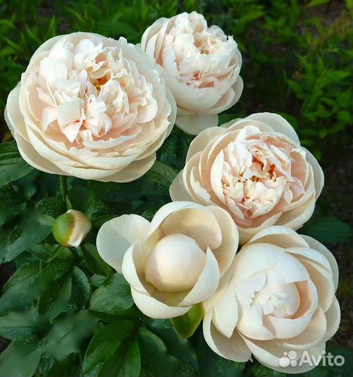 Деленка пиона