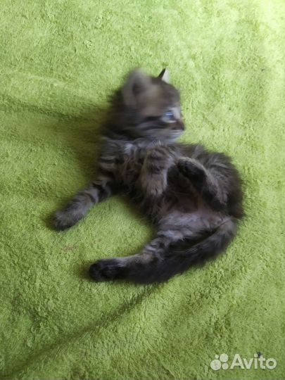 Другие породы