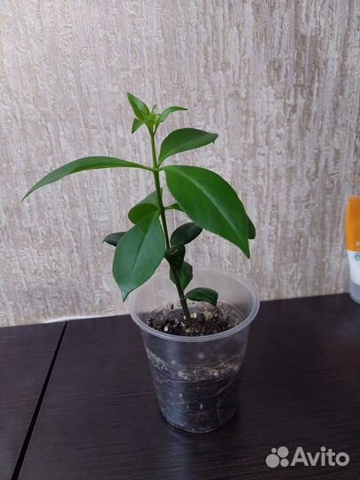 Эсхинантус Жар-птица