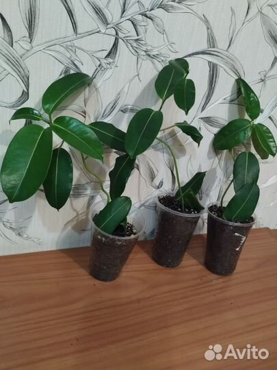 Стефанотис