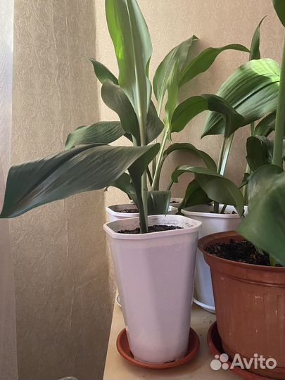 Эухарис амазонская лилия