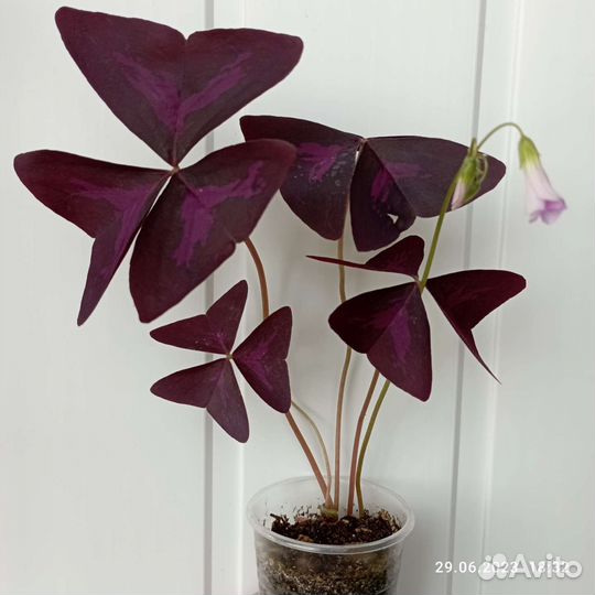 Колерии,ахименесы,оксалис