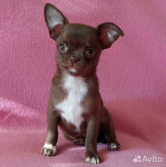 Чихуахуа девочка