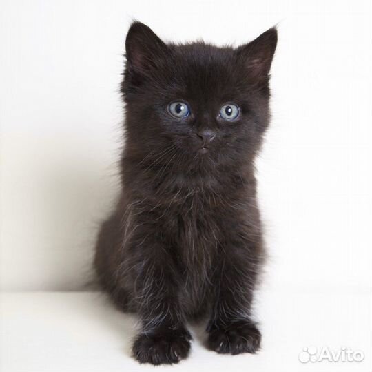 Котенок в добрые руки
