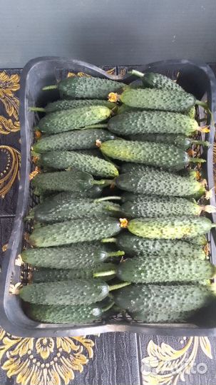 Огурцы свежие
