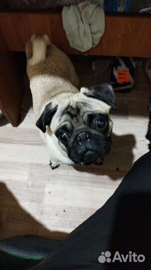 Мопс вязка мальчик