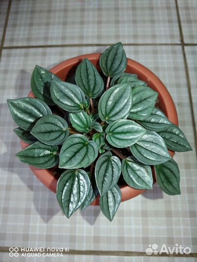 Пеперомии кустовые