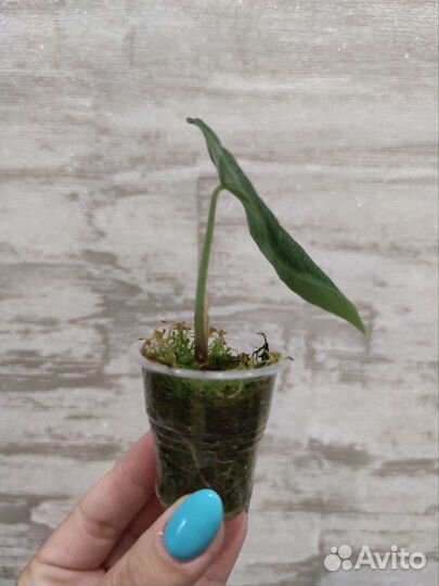 Детка Алоказии Мело