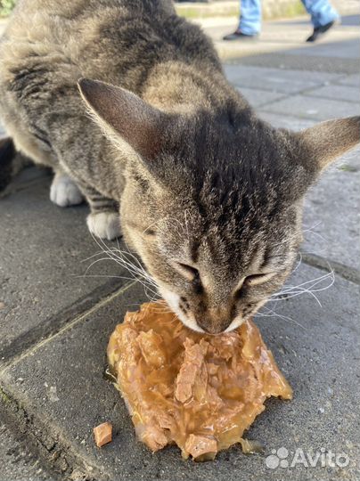 Если приютили Котико, напишите, пожалуйста